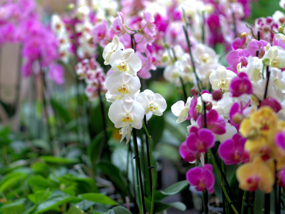 Orchid greenhouse employee vacature ANTSJOBS