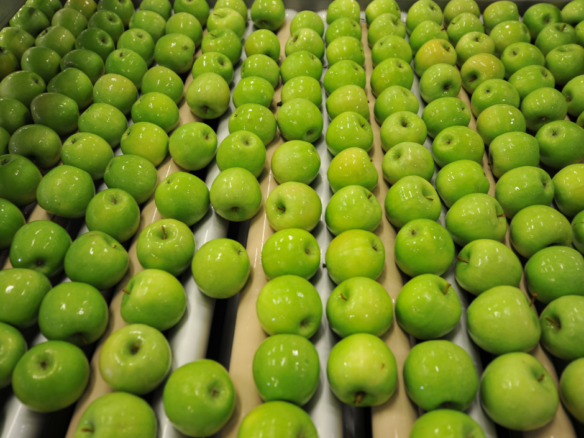 Sorting fruits vacature ANTSJOBS